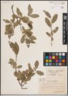 Foto von Salix glauca L. x Salix nigricans Sm. x Salix phylicifolia L.
